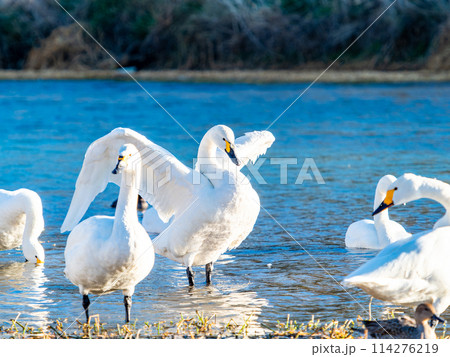 首都圏に一番近い白鳥飛来地　越辺川のコハクチョウの美しい姿 114276219