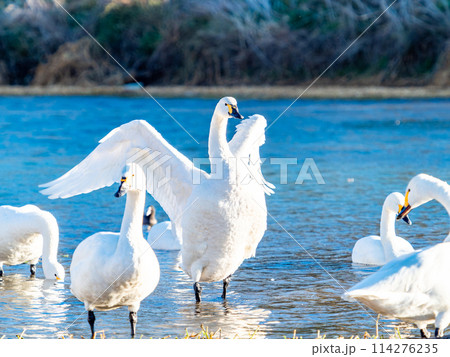 首都圏に一番近い白鳥飛来地　越辺川のコハクチョウの美しい姿 114276235