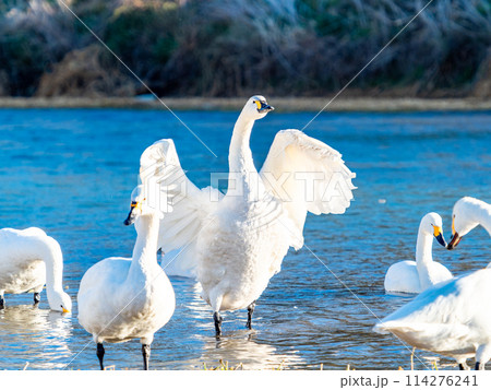 首都圏に一番近い白鳥飛来地　越辺川のコハクチョウの美しい姿 114276241