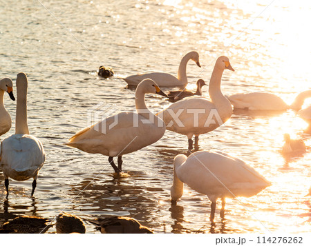 首都圏に一番近い白鳥飛来地 越辺川のコハクチョウの美しい姿 首都圏に一番近い白鳥飛来地 越辺川のコハクチョウの美しい姿 114276262
