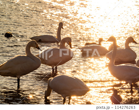 首都圏に一番近い白鳥飛来地　越辺川のコハクチョウの美しい姿 114276263