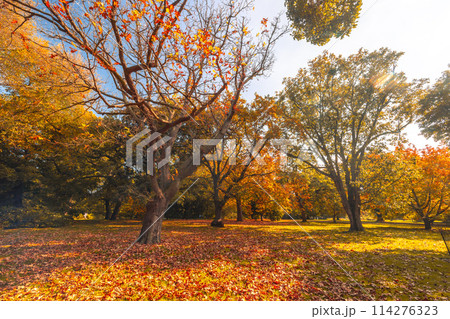 Royal Botanic Gardens in Melbourne Australia 114276323
