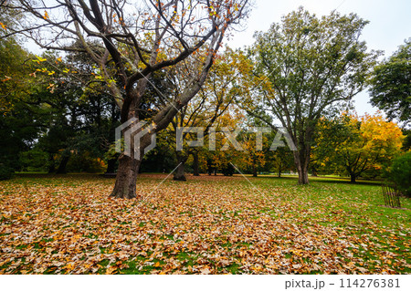 Royal Botanic Gardens in Melbourne Australia 114276381