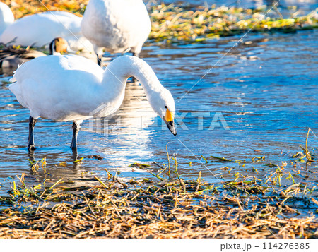 首都圏に一番近い白鳥飛来地　越辺川のコハクチョウの美しい姿 114276385