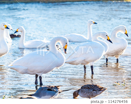 首都圏に一番近い白鳥飛来地 越辺川のコハクチョウの美しい姿 首都圏に一番近い白鳥飛来地 越辺川のコハクチョウの美しい姿 114276456