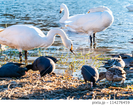 首都圏に一番近い白鳥飛来地 越辺川のコハクチョウの美しい姿 首都圏に一番近い白鳥飛来地 越辺川のコハクチョウの美しい姿 114276459