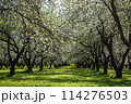 alley with blooming apple trees 114276503