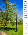 Spring in the city park 114276505