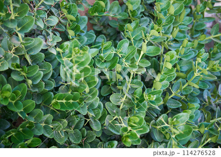 Dense foliage of Carissa macrocarpa with glossy green leaves, ideal for hedges. 114276528