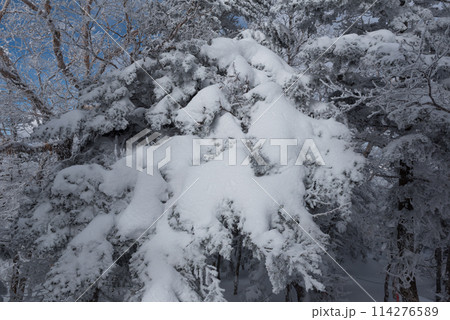 長野県茅野市の厳冬期の東天狗岳の渋ノ湯ルート（東天狗～中山峠）の樹氷と雪景色 114276589