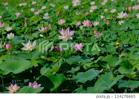 奈良藤原京跡の蓮の花 奈良藤原京跡の蓮の花 114276665