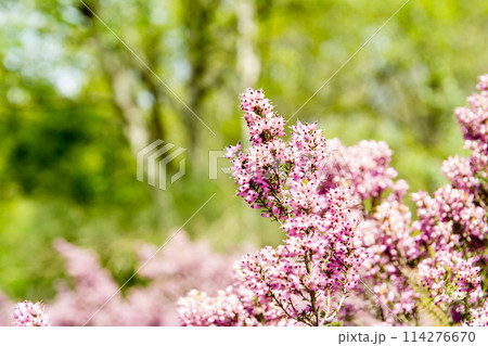 小さい丸いピンクの花を付けた春先の植物 ロンドン郊外のリッチモンドパークにて 小さい丸いピンクの花を付けた春先の植物 ロンドン郊外のリッチモンドパークにて 114276670