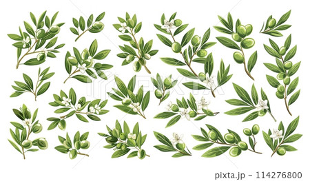 Cartoon Flat Olive Branch Set. Sketch Branches with Leaves and Blossoms, Hand-Drawn Olives Design Element 114276800