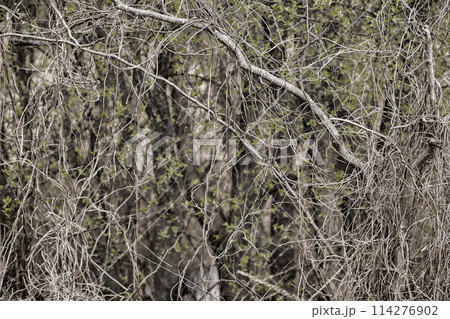 Gloomy forest background. Bare tree branches intertwined with each other. 114276902
