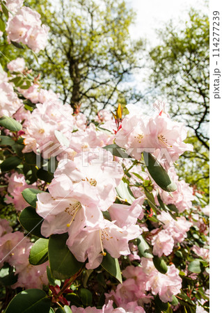 満開の薄い桃色のつつじ　ロンドン郊外のリッチモンド・パークにあるイザベラ・プランテーションにて 114277239