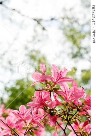 鮮やかな赤色の満開のつつじ ロンドン郊外のリッチモンド・パークにあるイザベラ・プランテーションにて 鮮やかな赤色の満開のつつじ ロンドン郊外のリッチモンド・パークにあるイザベラ・プランテーションにて 114277298