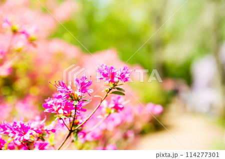 鮮やかな赤色の満開のつつじ ロンドン郊外のリッチモンド・パークにあるイザベラ・プランテーションにて 鮮やかな赤色の満開のつつじ ロンドン郊外のリッチモンド・パークにあるイザベラ・プランテーションにて 114277301