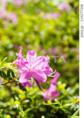 鮮やかな赤色の満開のつつじ　ロンドン郊外のリッチモンド・パークにあるイザベラ・プランテーションにて 114277306