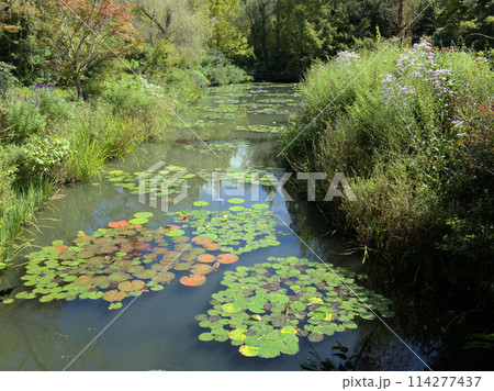 北川村「モネの庭」マルモッタンの水の庭 高知県安芸郡北川村野友甲 北川村「モネの庭」マルモッタンの水の庭 高知県安芸郡北川村野友甲 114277437