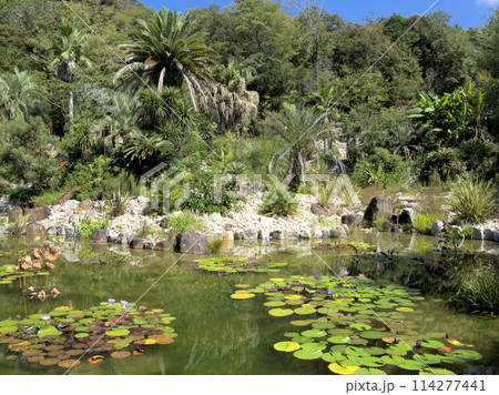 北川村「モネの庭」マルモッタンのボルディゲラの庭　高知県安芸郡北川村野友甲 114277441