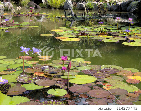 北川村「モネの庭」マルモッタンのボルディゲラの庭 高知県安芸郡北川村野友甲 北川村「モネの庭」マルモッタンのボルディゲラの庭 高知県安芸郡北川村野友甲 114277443