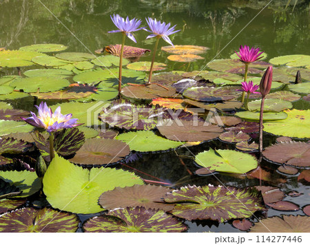 北川村「モネの庭」マルモッタンのボルディゲラの庭　高知県安芸郡北川村野友甲 114277446