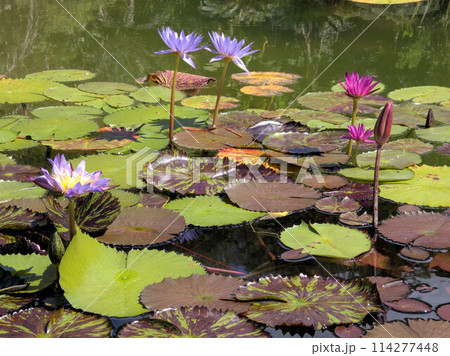 北川村「モネの庭」マルモッタンのボルディゲラの庭　高知県安芸郡北川村野友甲 114277448