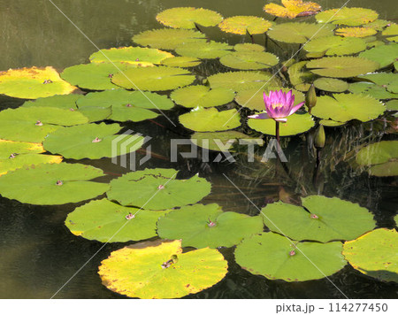北川村「モネの庭」マルモッタンのボルディゲラの庭 高知県安芸郡北川村野友甲 北川村「モネの庭」マルモッタンのボルディゲラの庭 高知県安芸郡北川村野友甲 114277450