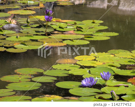 北川村「モネの庭」マルモッタンのボルディゲラの庭　高知県安芸郡北川村野友甲 114277452