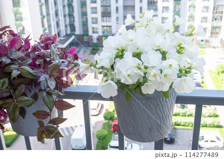 White petunia. Surfinia flower buds. 114277489