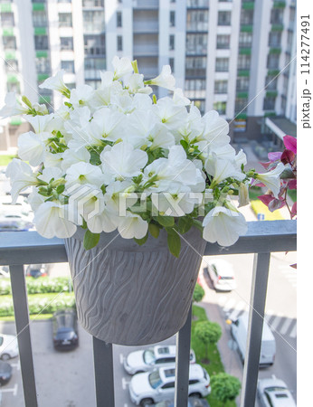White petunia. Surfinia flower buds. 114277491