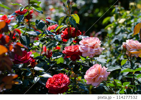 春に咲く植物 イングリッシュガーデン 英国式ガーデン 春に咲く植物 イングリッシュガーデン 英国式ガーデン 114277532
