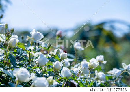 春に咲く植物　イングリッシュガーデン　英国式ガーデン 114277538