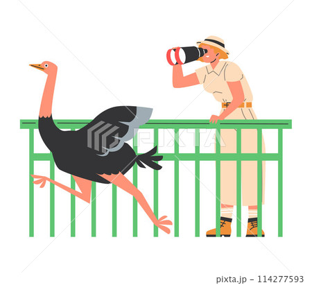 Woman visitor through binoculars looking at an ostrich, from outside its enclosure, vector zoo park, emu bird education 114277593