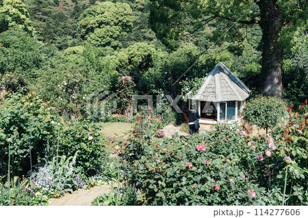 《静岡県》　熱海のACAO FOREST　SNS映えスポット　イングリッシュローズガーデン 114277606