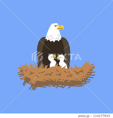 Eagle in a nest with chicks, Vector isolated illustration. 114277655