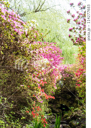 せせらぎの両脇に咲く満開のつつじ ロンドン郊外のリッチモンド・パークのイザベラ・プランテーションにて せせらぎの両脇に咲く満開のつつじ ロンドン郊外のリッチモンド・パークのイザベラ・プランテーションにて 114277683