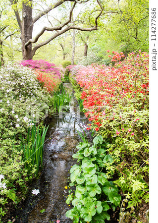 せせらぎの両脇に咲く満開のつつじ　ロンドン郊外のリッチモンド・パークのイザベラ・プランテーションにて 114277686