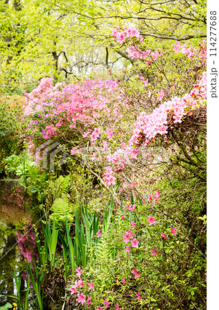 せせらぎの両脇に咲く満開のつつじ　ロンドン郊外のリッチモンド・パークのイザベラ・プランテーションにて 114277688