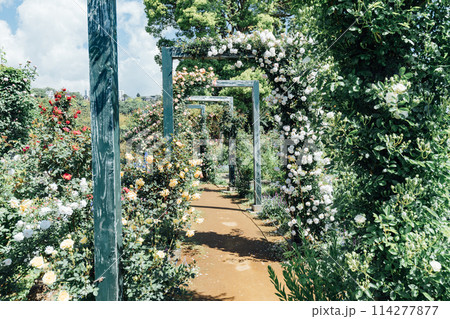 《静岡県》　熱海のACAO FOREST　SNS映えスポット　イングリッシュローズガーデン 114277877