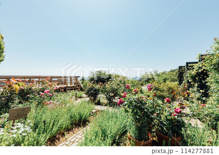 《静岡県》　熱海のACAO FOREST　SNS映えスポット　イングリッシュローズガーデン 114277881