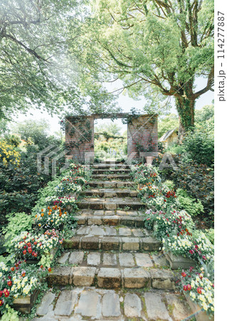 《静岡県》　熱海のACAO FOREST　SNS映えスポット　イングリッシュローズガーデン 114277887