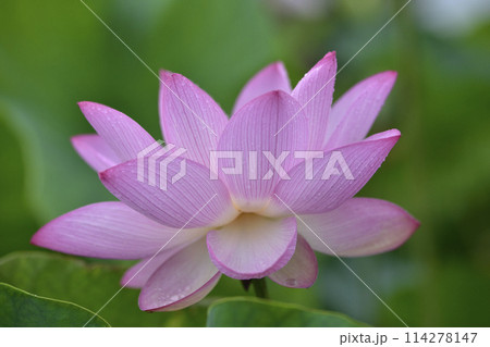 水玉のついたハスの花びら 114278147