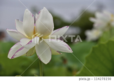水玉のついたハスの花びら 114278150