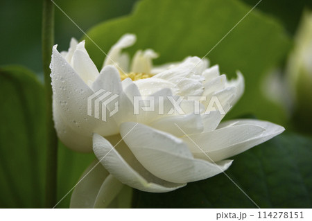 水玉のついたハスの花びら 114278151