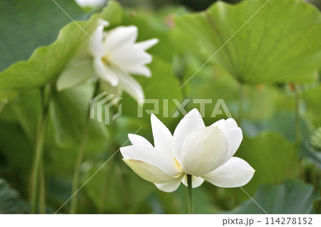 水玉のついたハスの花びら 114278152