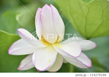 水玉のついたハスの花びら 114278198