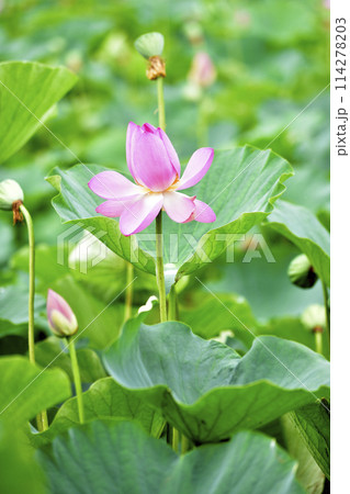 水玉のついたハスの花びら 114278203