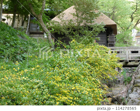 岩手県北上市のみちのく民族村の五月の風景 江戸時代唐津ずく茅葺き住宅と黄色いヤマブキ 岩手県北上市のみちのく民族村の五月の風景 江戸時代唐津ずく茅葺き住宅と黄色いヤマブキ 114278565