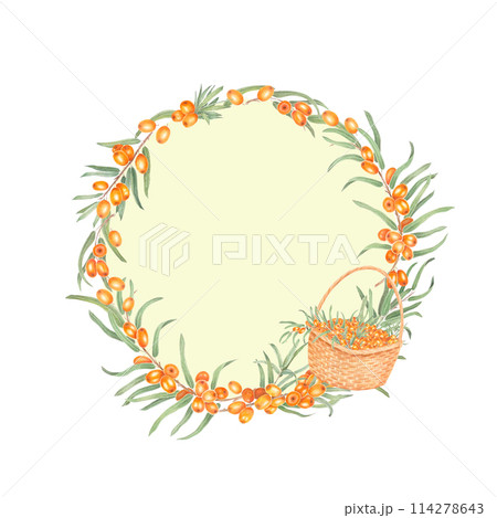 Sea buckthorn branch with orange berries. Branch with Fresh ripe berries and leaves. Hand drawn watercolor illustration isolated on white background.  114278643